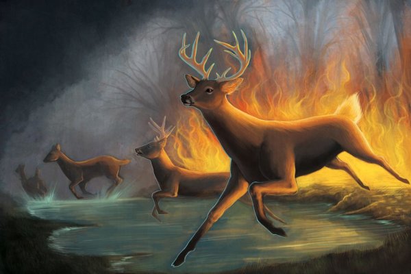 Животные бегут от пожара