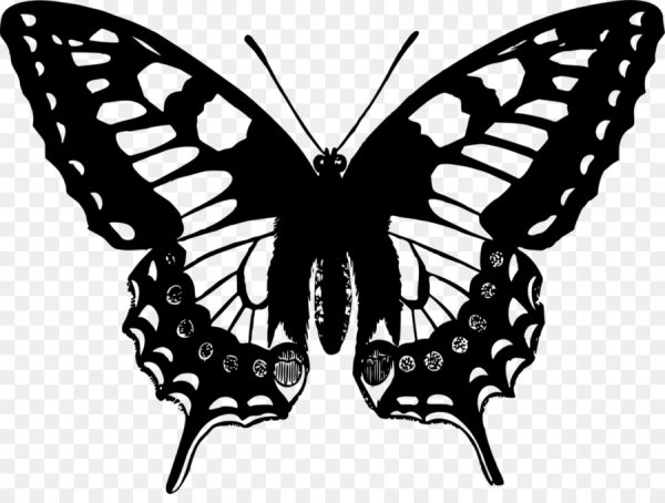 Махаон (бабочка)