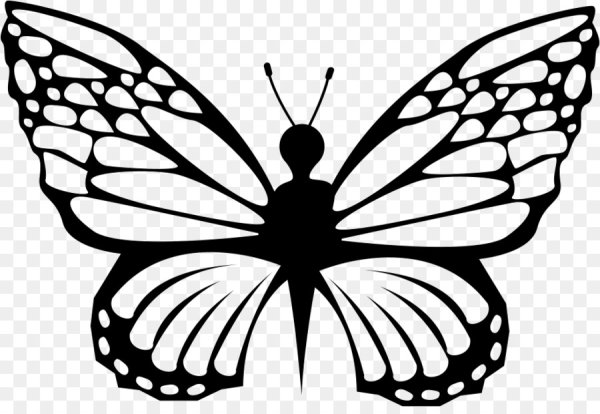 Бабочки чёрно белые