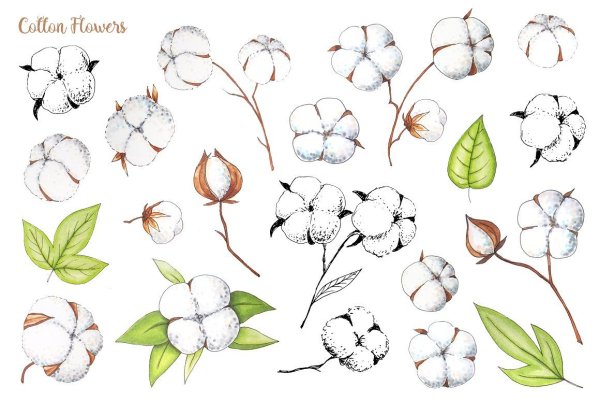 Хлопчатник Ботаническая иллюстрация