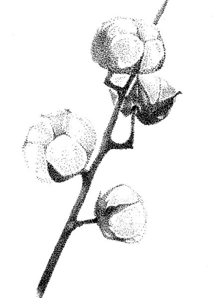 Акварельный хлопок