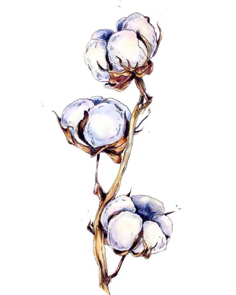 Gossypium hirsutum хлопчатник обыкновенный