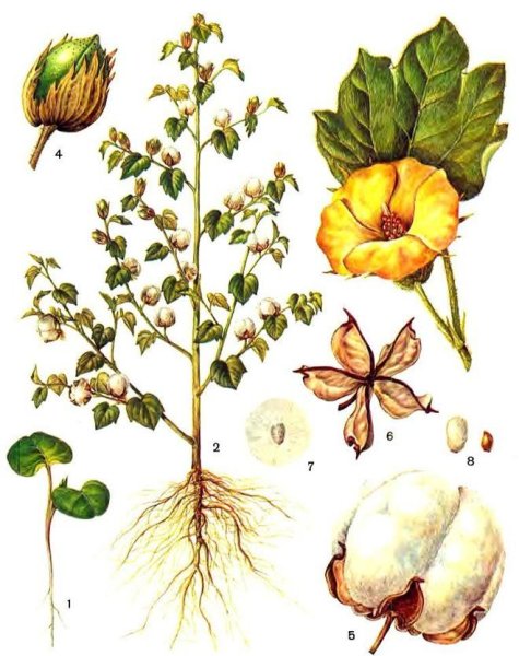 Строение альпакового волокна