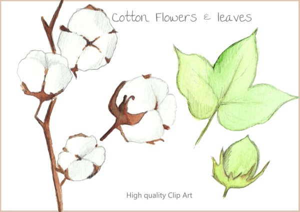 Цветок хлопка вектор