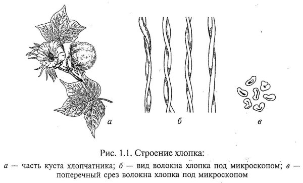Коробочка хлопка