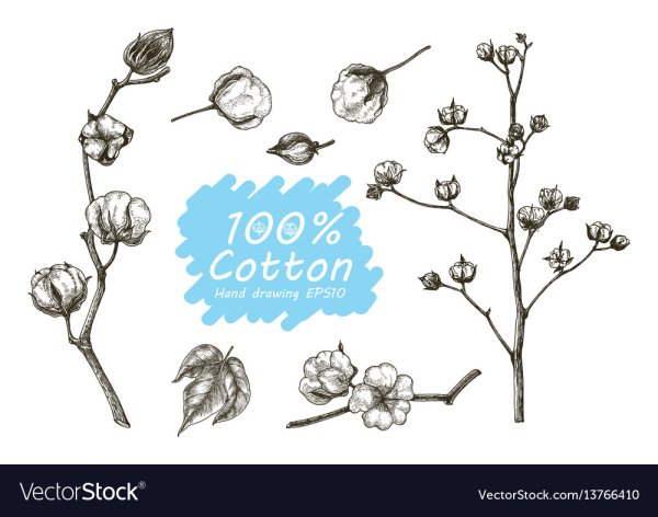 Ботанические картинки вектор хлопок