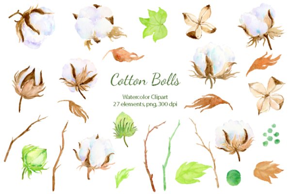 Ветка хлопка