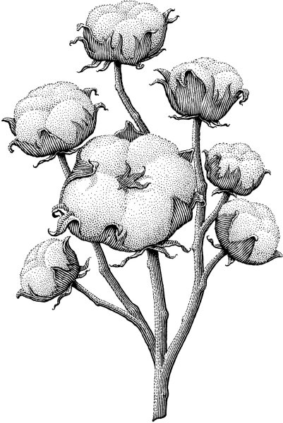 Хлопок цветок