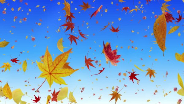 Листья летят