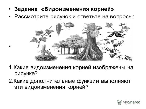 Видоизменения корней