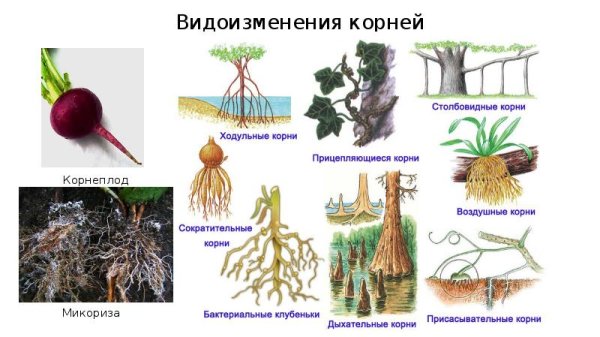 Видоизменения корней