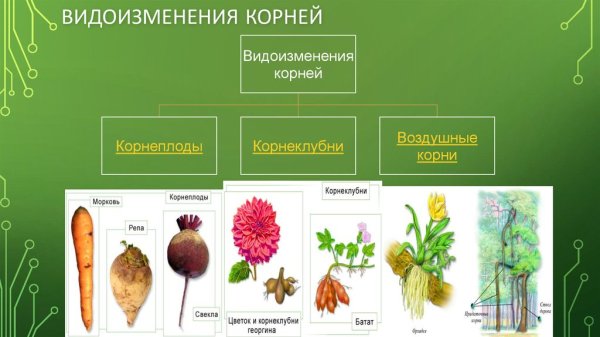 Видоизменения корней корнеклубни