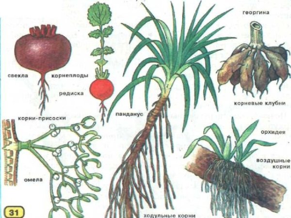 Видоизменения вегетативных органов растений