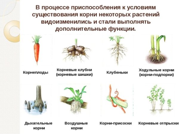 Строение корня цветкового растения