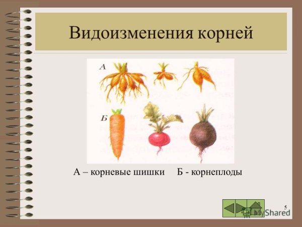 Видоизменения корней 6 класс биология