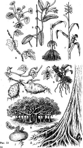 Функции видоизмененных корней