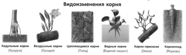Видоизменения корней