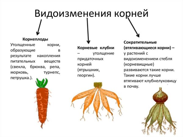 Корнеплод корневые клубни таблица