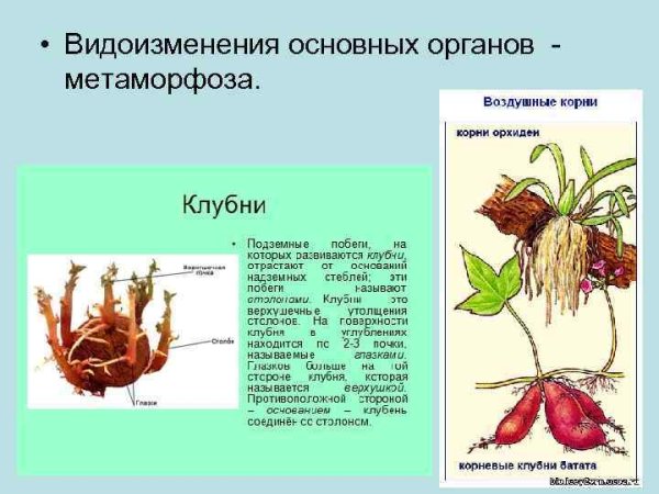Гомологичные органы растений