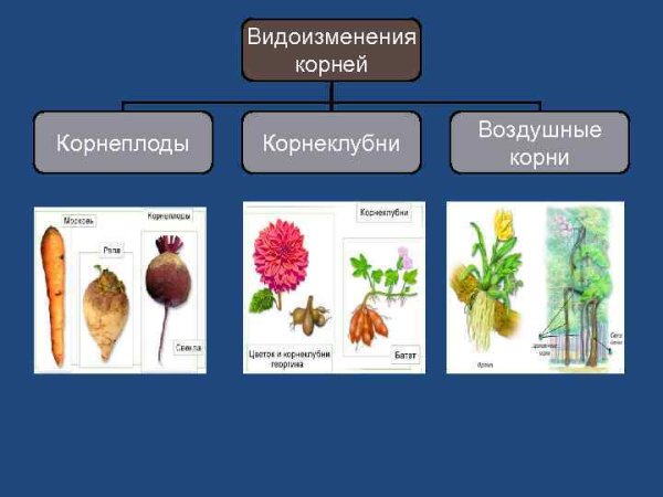 Контрактильные втягивающие корни