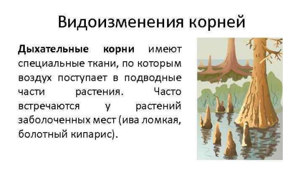 Видоизменения корней таблица