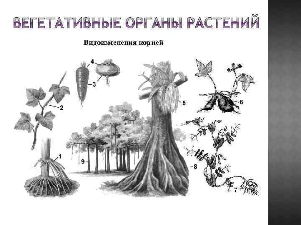 Видоизменение корней строение корней