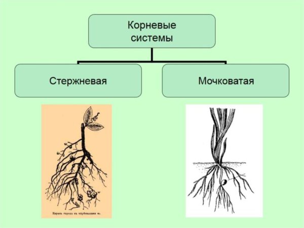Видоизменение корня моркови