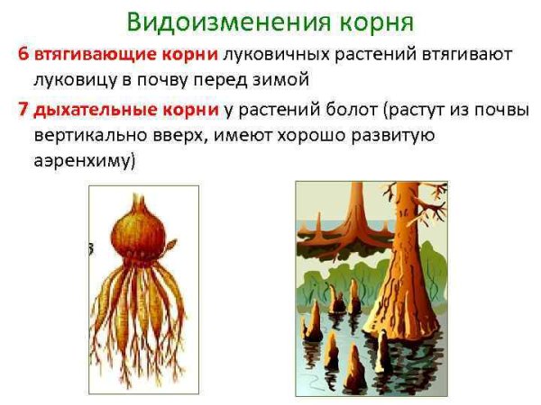 Видоизменения главного корня у свеклы