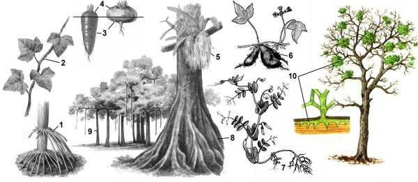 Клубеньки корнеплод луковица корневищ