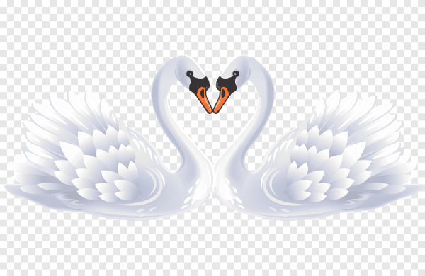 Свадебные лебеди на прозрачном фоне