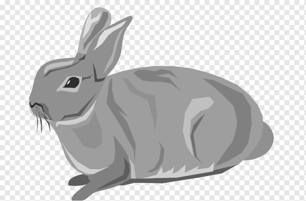 Заяц на прозрачном фоне