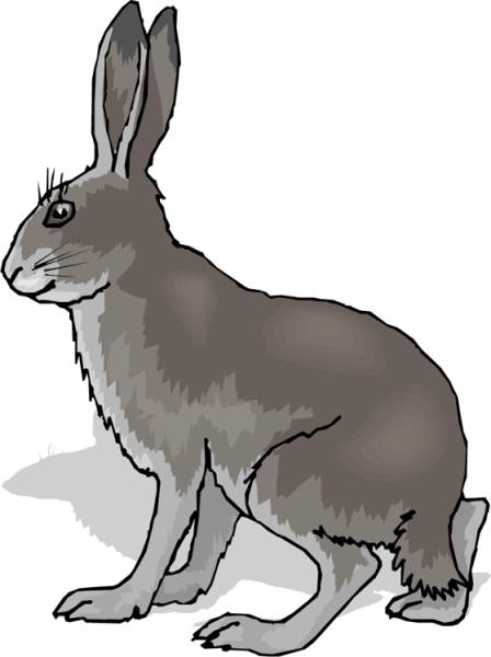 Заяц рисунок