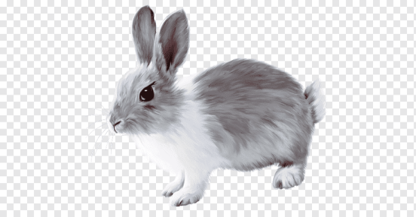 Заяц серый для детей