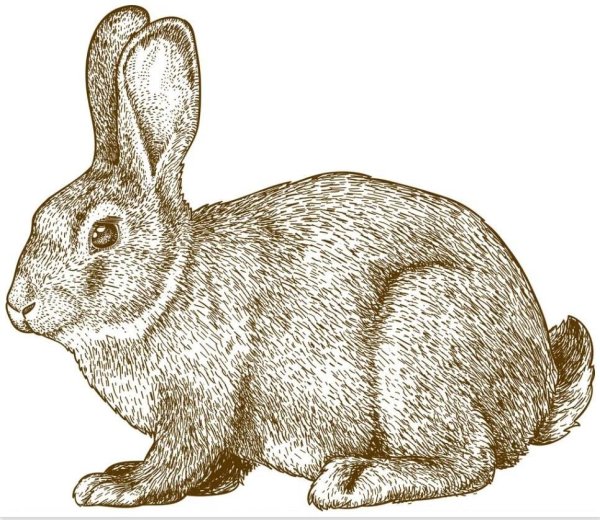 Кролик вектор