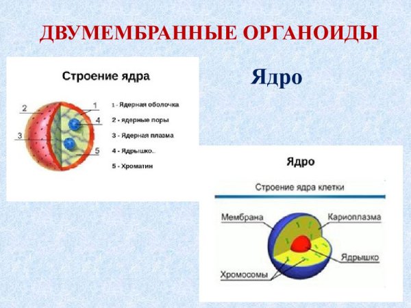 Ядро клетки двумембранный органоид