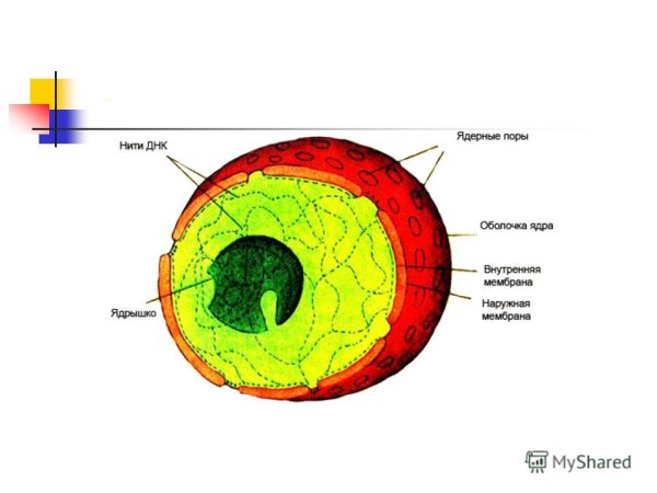 Строение ядра эукариотической клетки