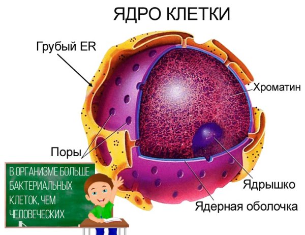Строение ядра животной клетки