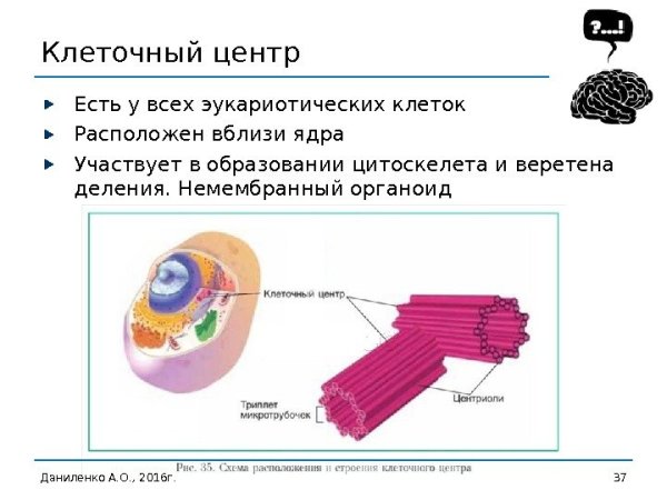 Клеточный центр эукариотической клетки строение и функции