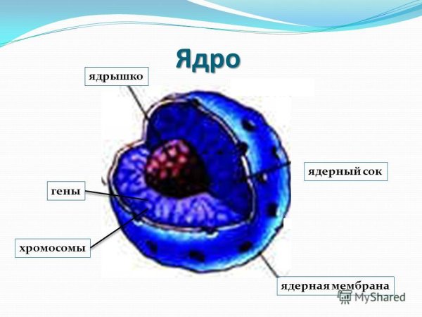Строение ядра клетки биология