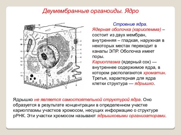 Строение органелл ядра