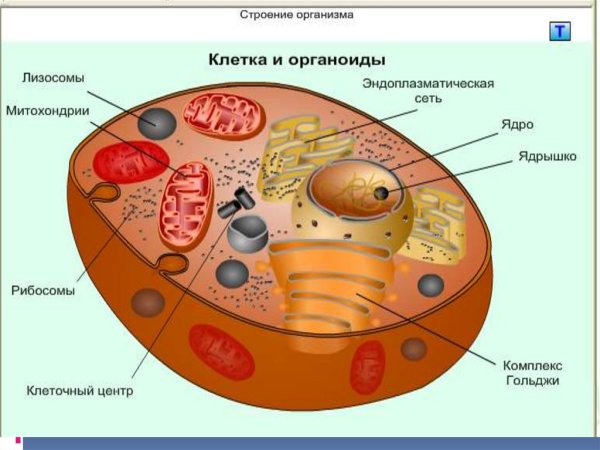 Строение тканей и клеток животных