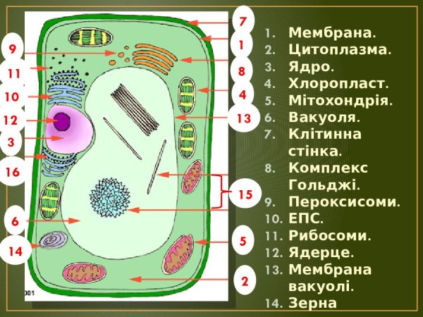 Ядро хлоропласт клеточная стенка вакуоль