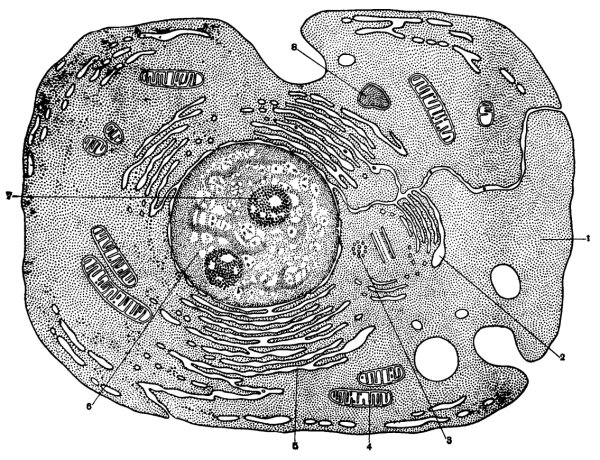 Схема электронно микроскопического строения клетки