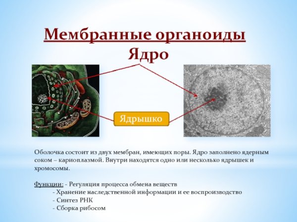 Органоиды клетки презентация
