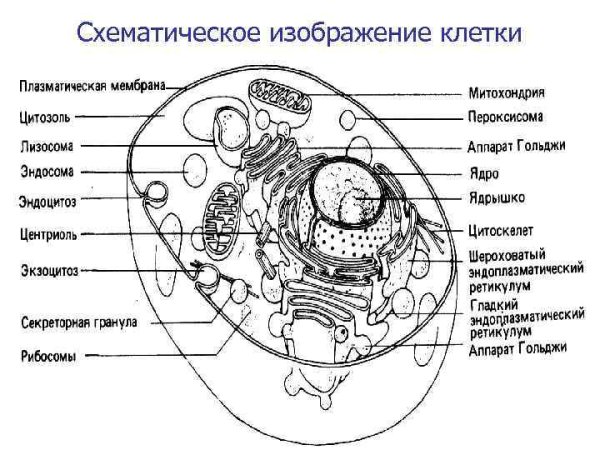 Строение дрожжевой клетки рисунок