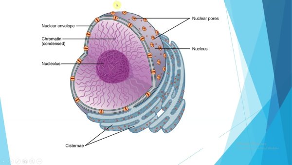 Нуклеус ядро