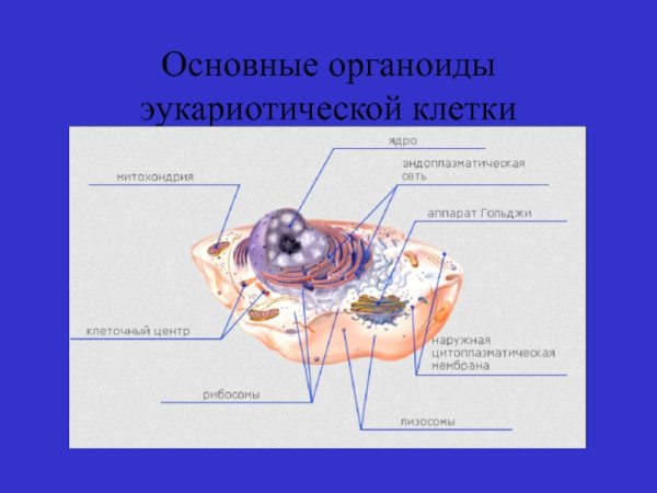 Важнейшая часть клетки эукариотов, Центральный органоид