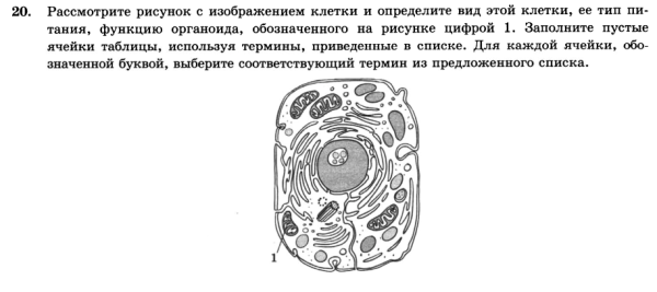 Строение органоидов клетки ЕГЭ биология