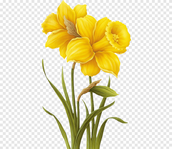Narcissus Botanical