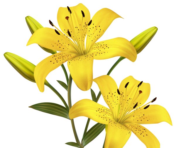 Желтые лилии